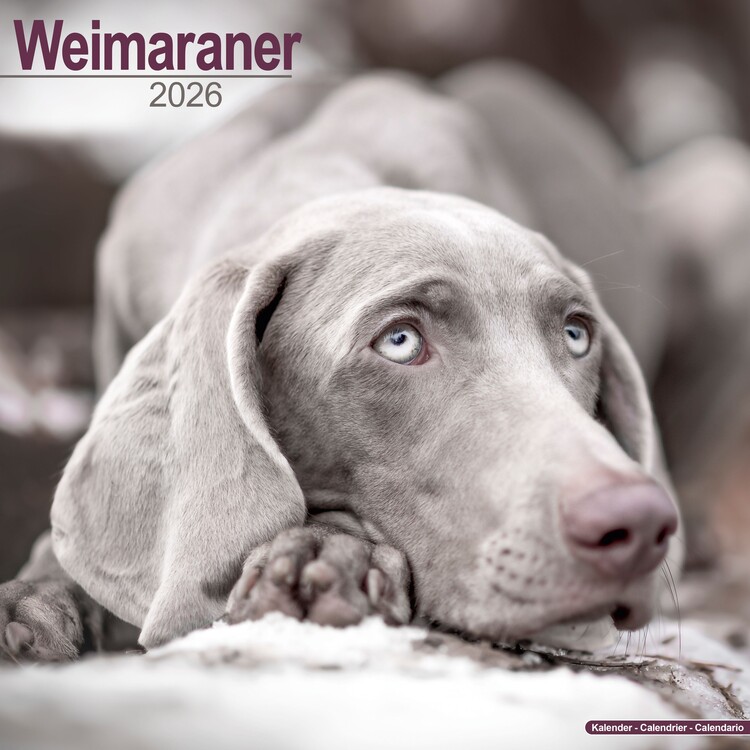 Kalenteri 2027 Weimaraner