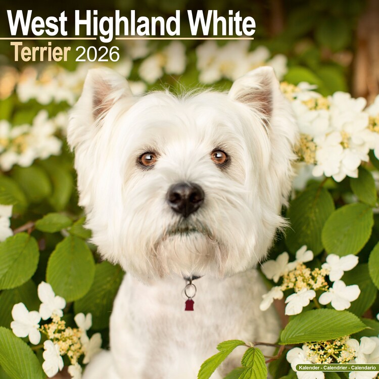 Календар 2027 West Highland Terrier
