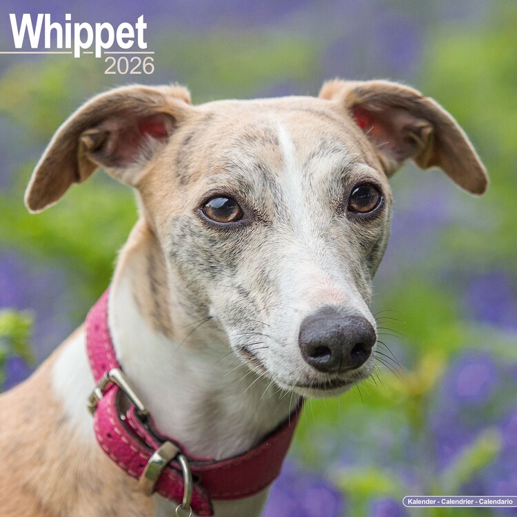 Календар 2027 Whippet