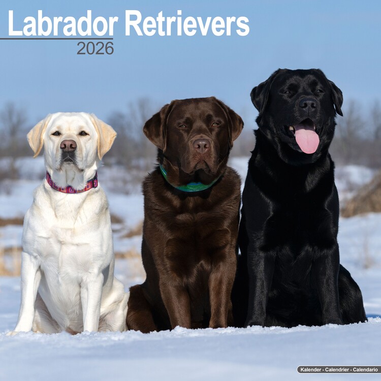 Ημερολόγιο 2027 Labrador Ret - Mixed