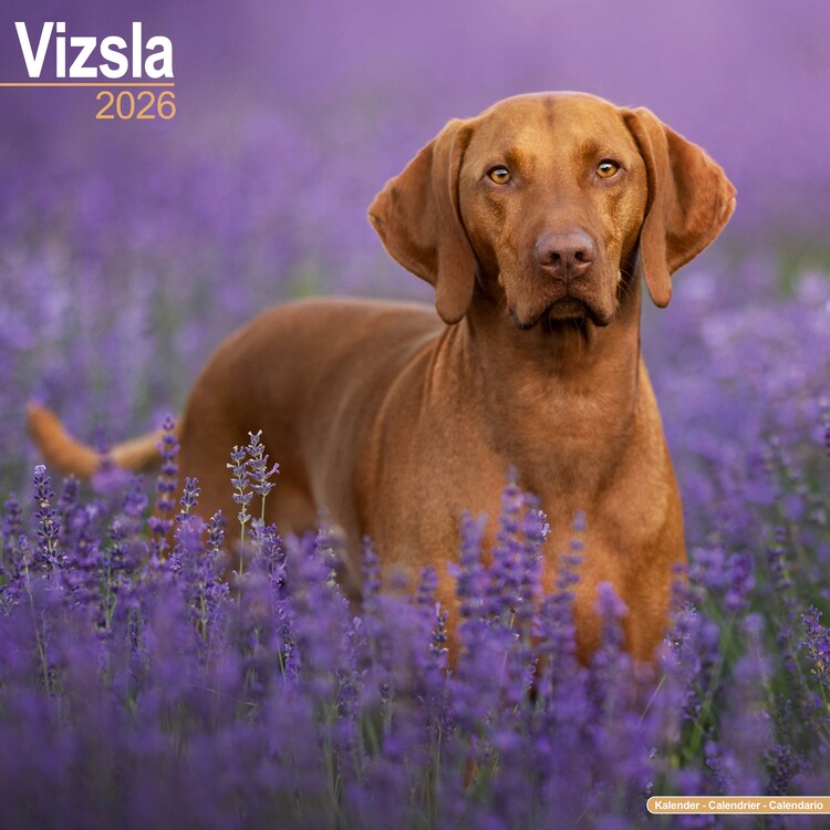 Calendar 2027 Vizsla