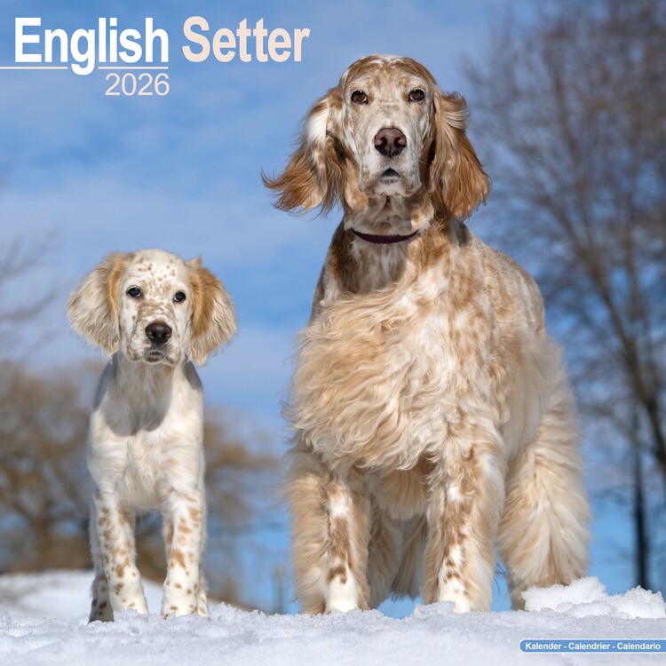 Calendar 2027 English Setter