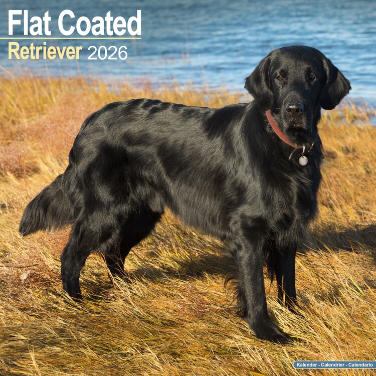 Kalenteri 2027 Flat Coated Retriever