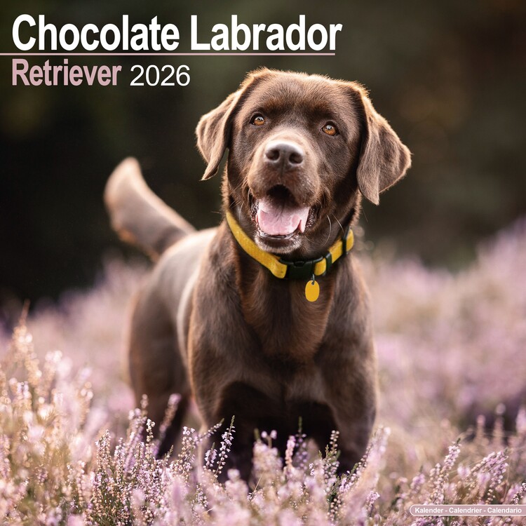 Calendar 2027 Labrador Retriever - Chocolate