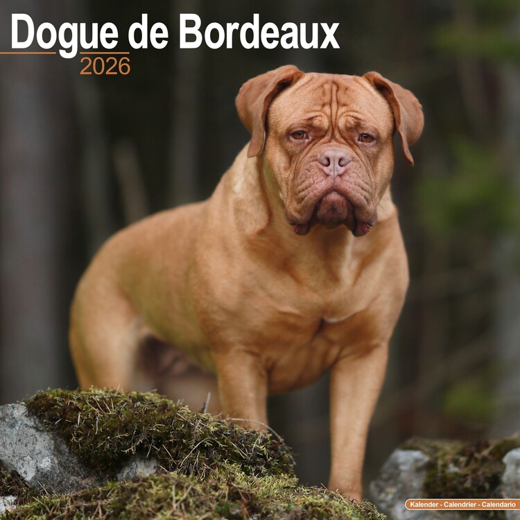 Календар 2027 Dogue de Bordeaux