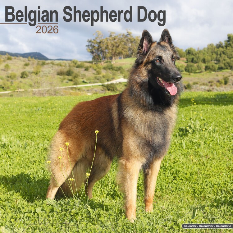 Calendar 2027 Belgian Shepherd Dog