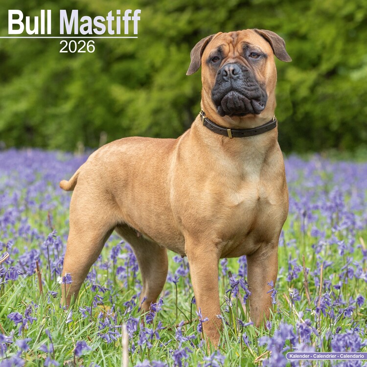 Calendar 2027 Bull Mastiff