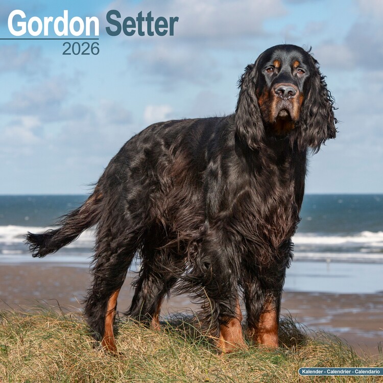 Calendar 2027 Gordon Setter