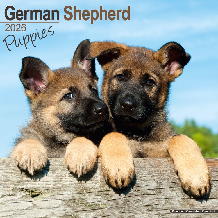 Kalenteri 2027 German Shepherd