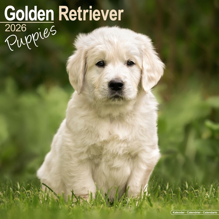 Ημερολόγιο 2027 Golden Retriever