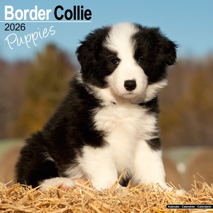 Kalenteri 2027 Border Collie
