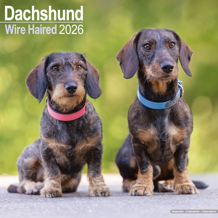 Calendar 2026 Dachshund - Wirehaired