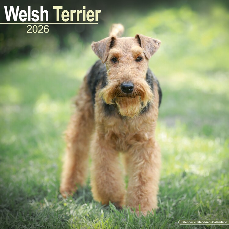 Kalenteri 2027 Welsh Terrier