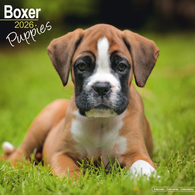 Calendar 2027 Boxer