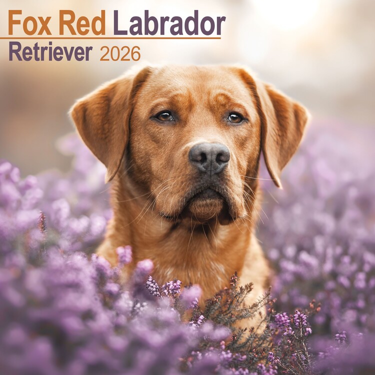 Календар 2027 Labrador Ret - Fox Red