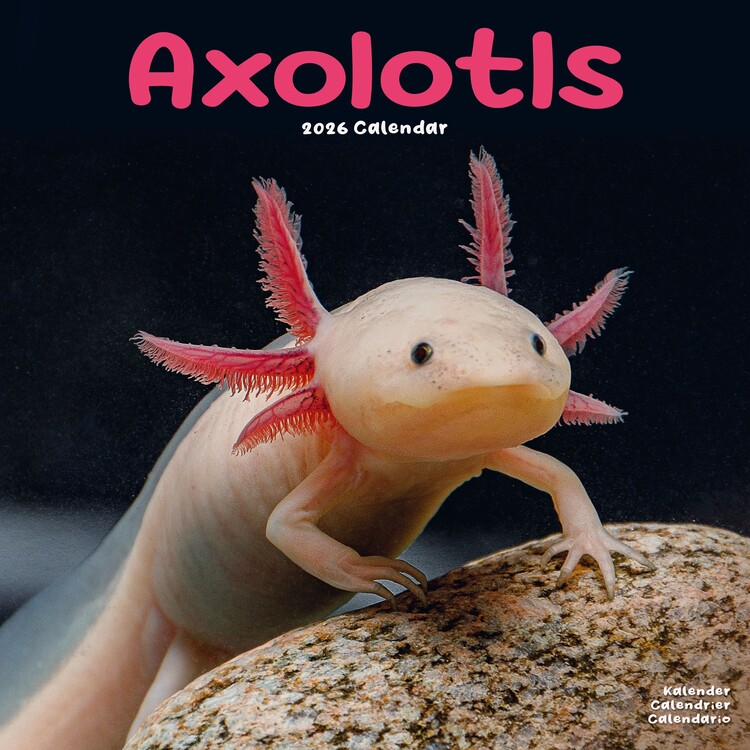 Kalenteri 2027 Axolotls