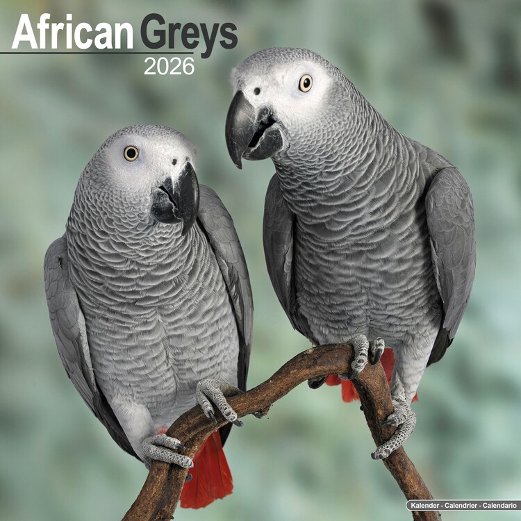 Календар 2027 African Greys