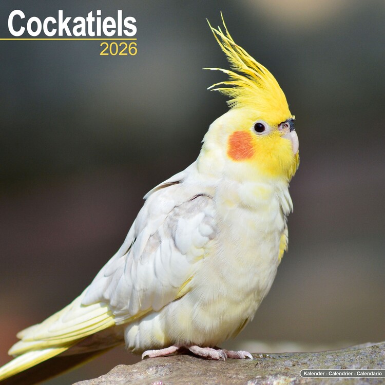 Calendar 2027 Cockatiels