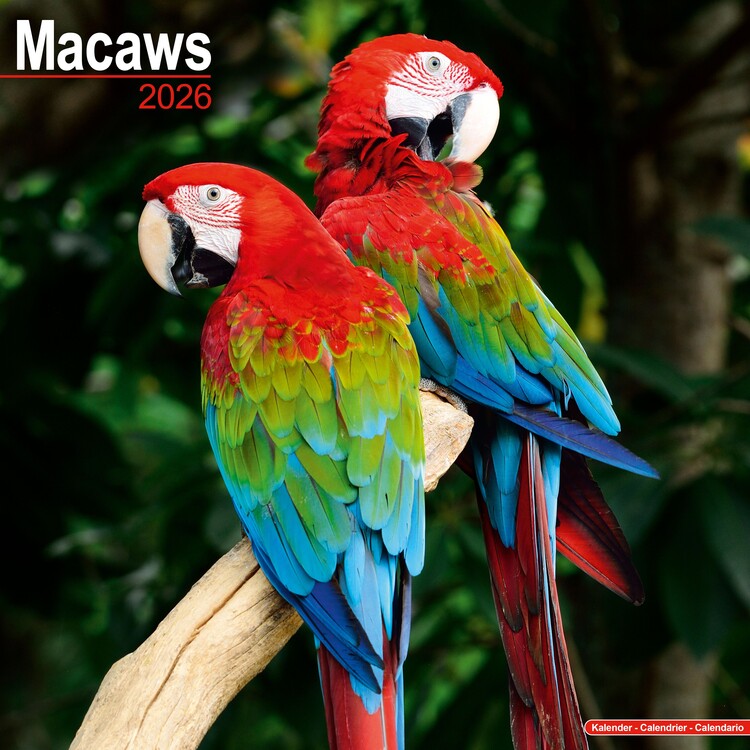 Календар 2027 Macaws