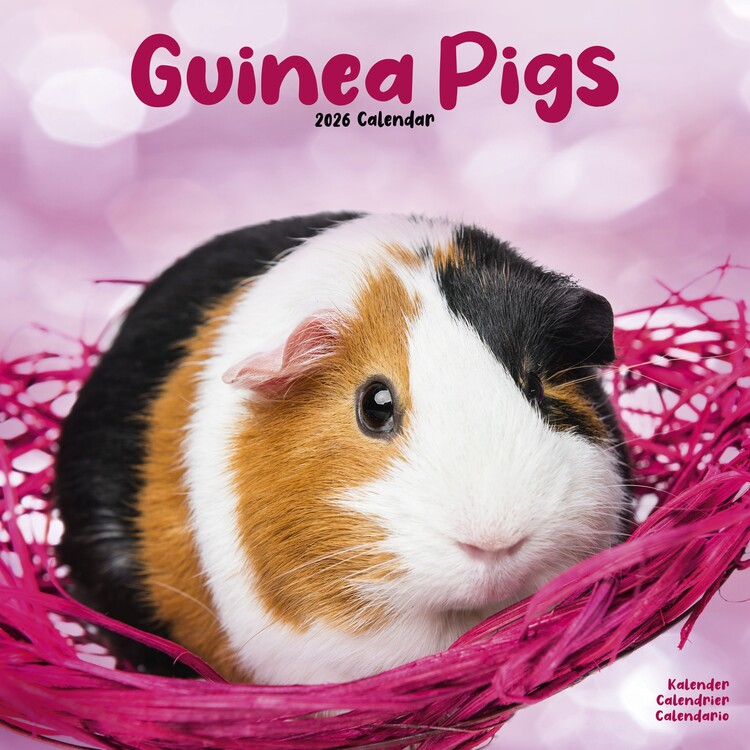 Kalenteri 2027 Guinea Pigs