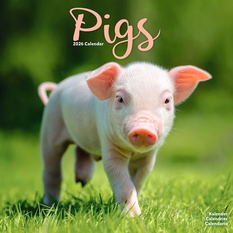 Calendário 2027 Pigs