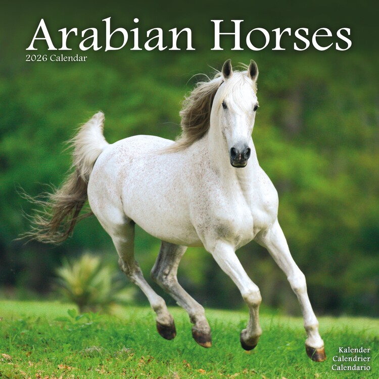 Календар 2027 Arabian Horses