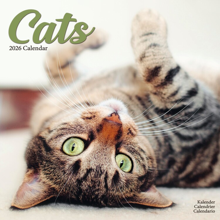 Ημερολόγιο 2027 Cats