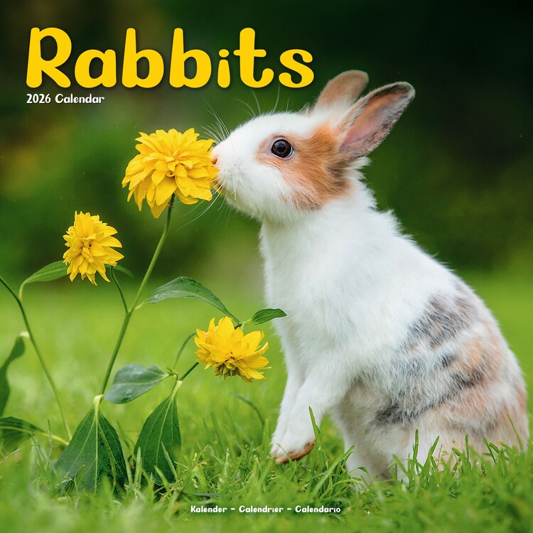 Kalenteri 2027 Rabbits