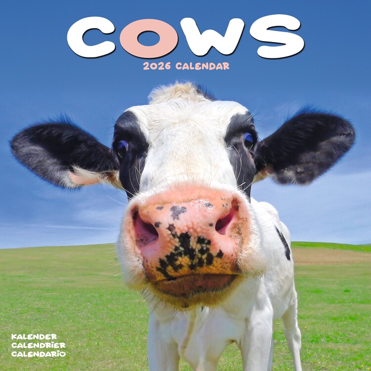 Koledar 2027 Cows