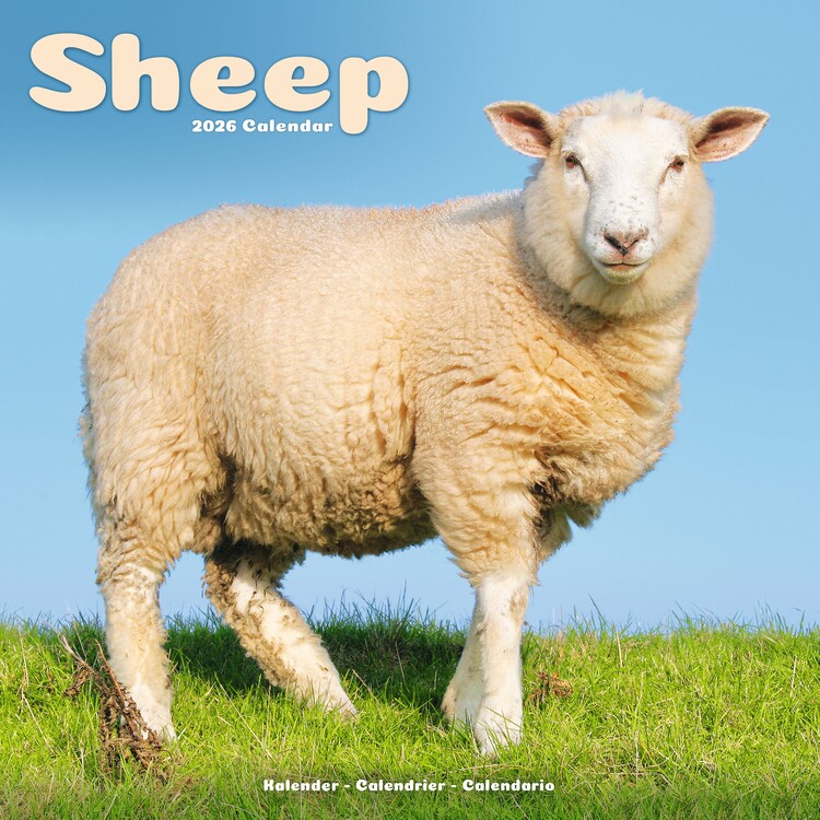 Календар 2027 Sheep