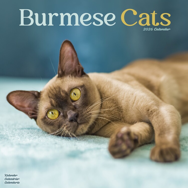 Kalenteri 2027 Cats - Burmese