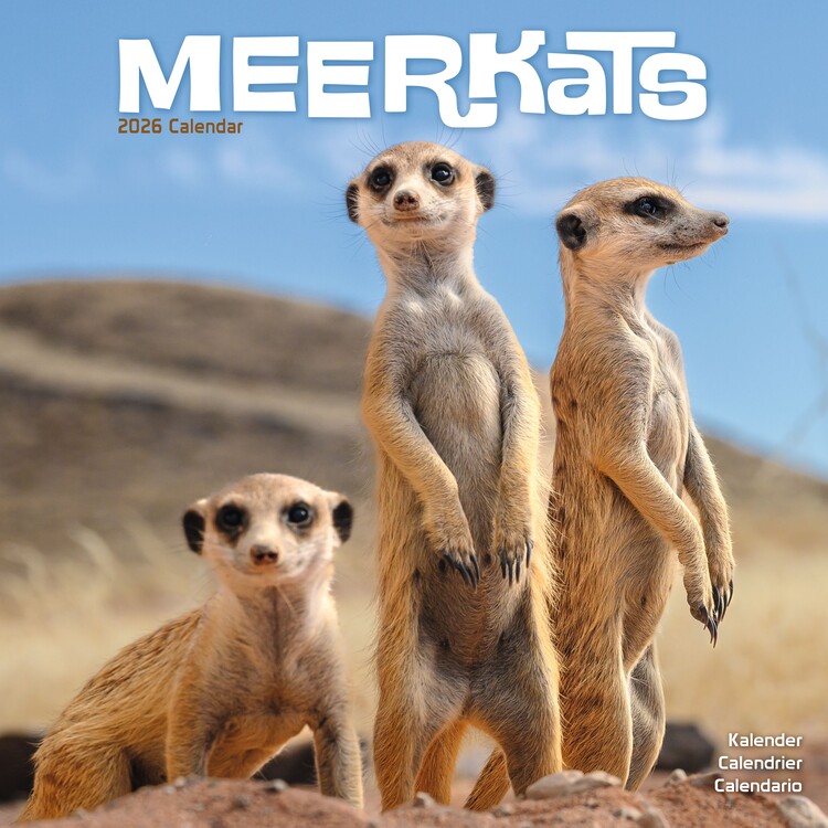 Kalenteri 2027 Meerkats