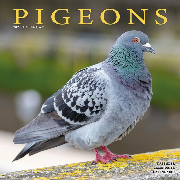 Kalenteri 2027 Pigeons