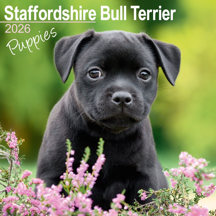 Календар 2027 Stafford Bull Terrier