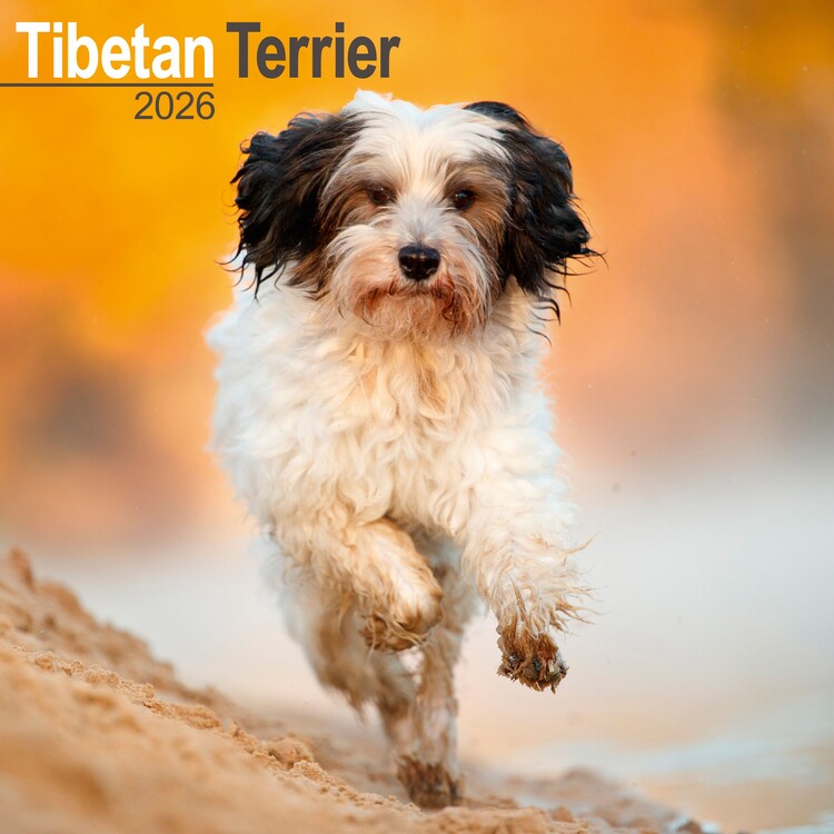 Ημερολόγιο 2027 Tibetan Terrier