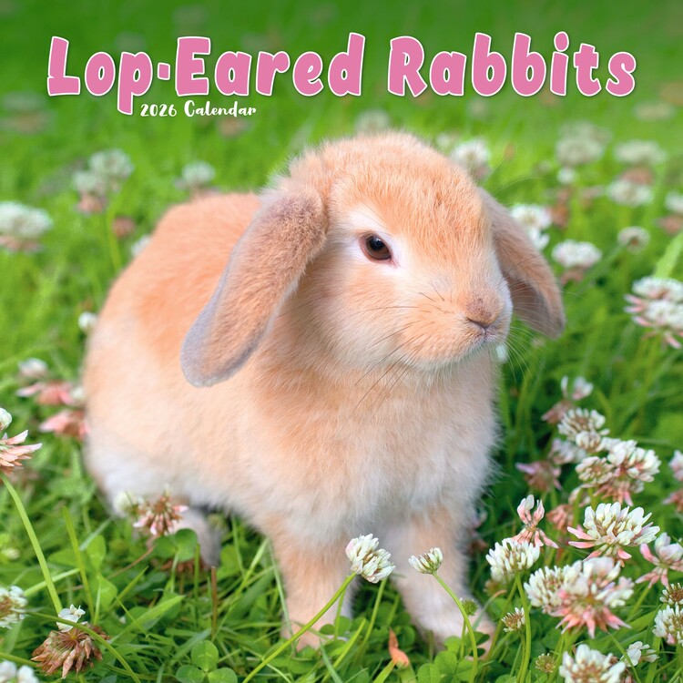 Ημερολόγιο 2027 Lop-Eared Rabbits