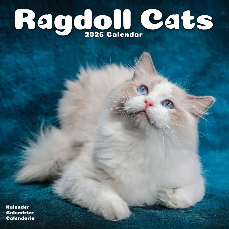 Kalenteri 2027 Cats - Ragdoll - NEW