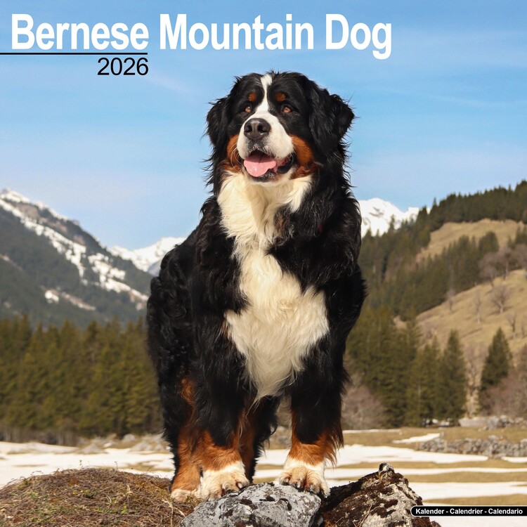 Ημερολόγιο 2027 Bernese Mountain Dog