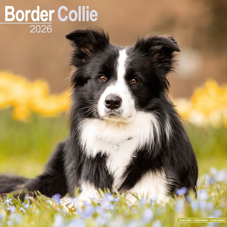 Kalenteri 2027 Border Collie
