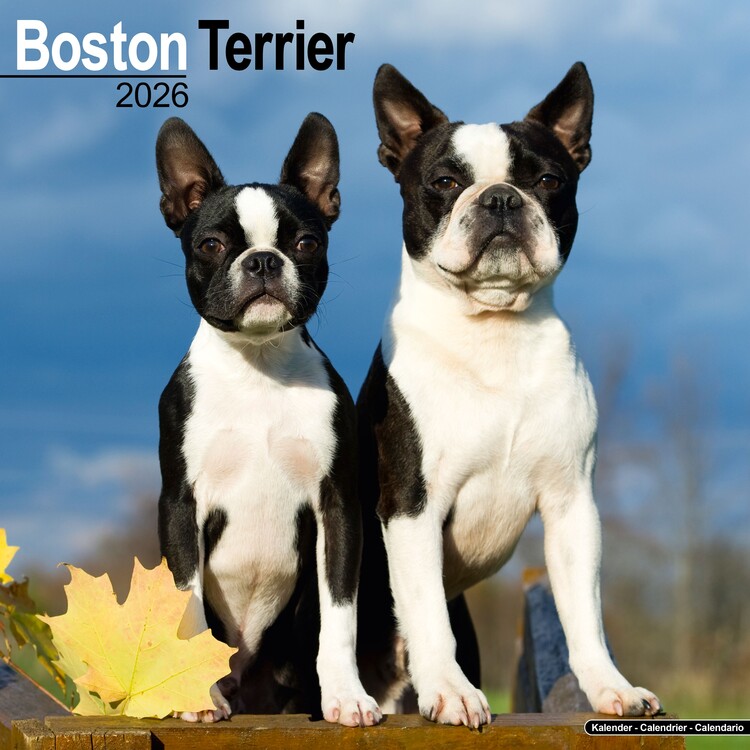 Календар 2027 Boston Terrier