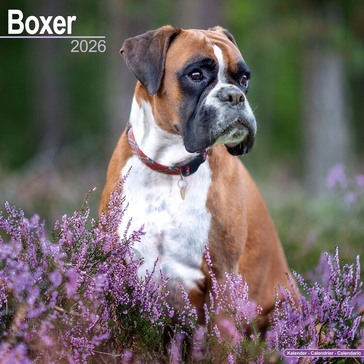 Календар 2027 Boxer