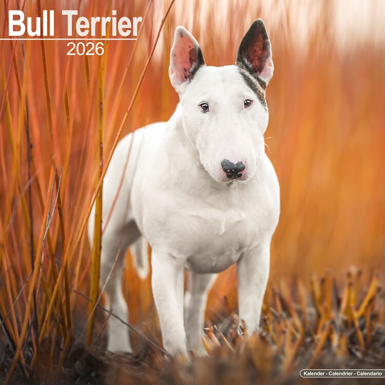 Календар 2027 Bull Terrier
