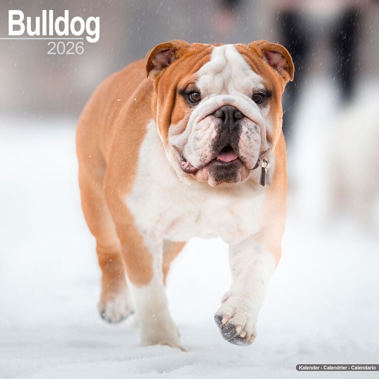 Calendar 2027 Bulldog