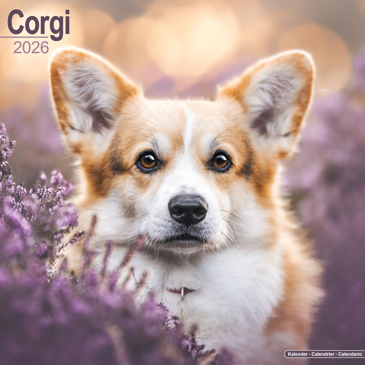 Calendar 2027 Corgi