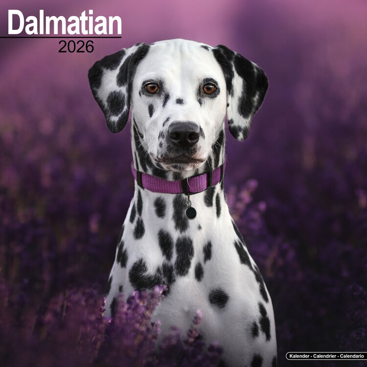 Kalenteri 2027 Dalmatian