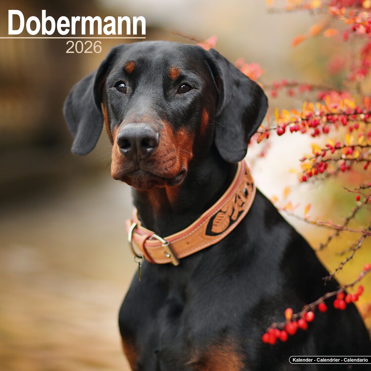 Calendar 2027 Dobermann