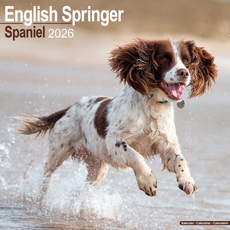 Calendar 2027 Eng Springer Spaniel