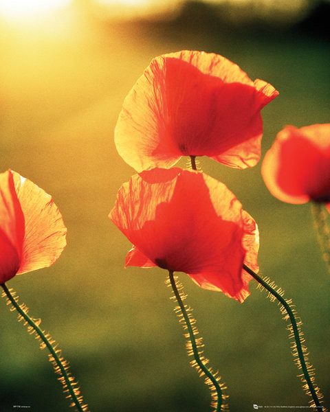 Poster Poppies - Glow