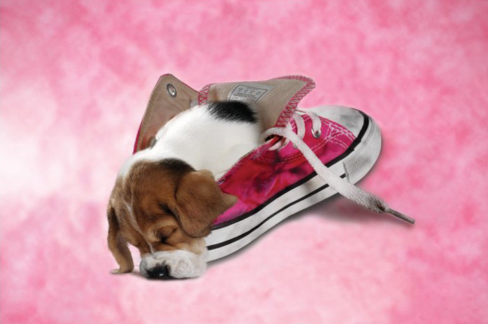 Плакат Hush puppy