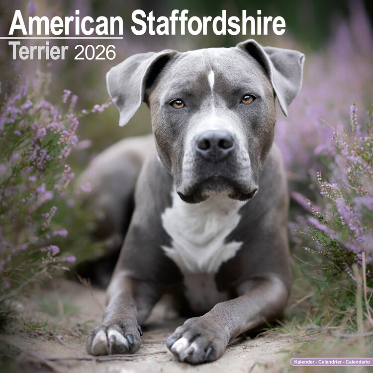 Календар 2027 Amer. Staff Terrier